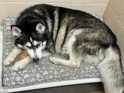 Husky - Husky / Malamute found in Fountain Hills AZ  needs good  home  Thumbn10