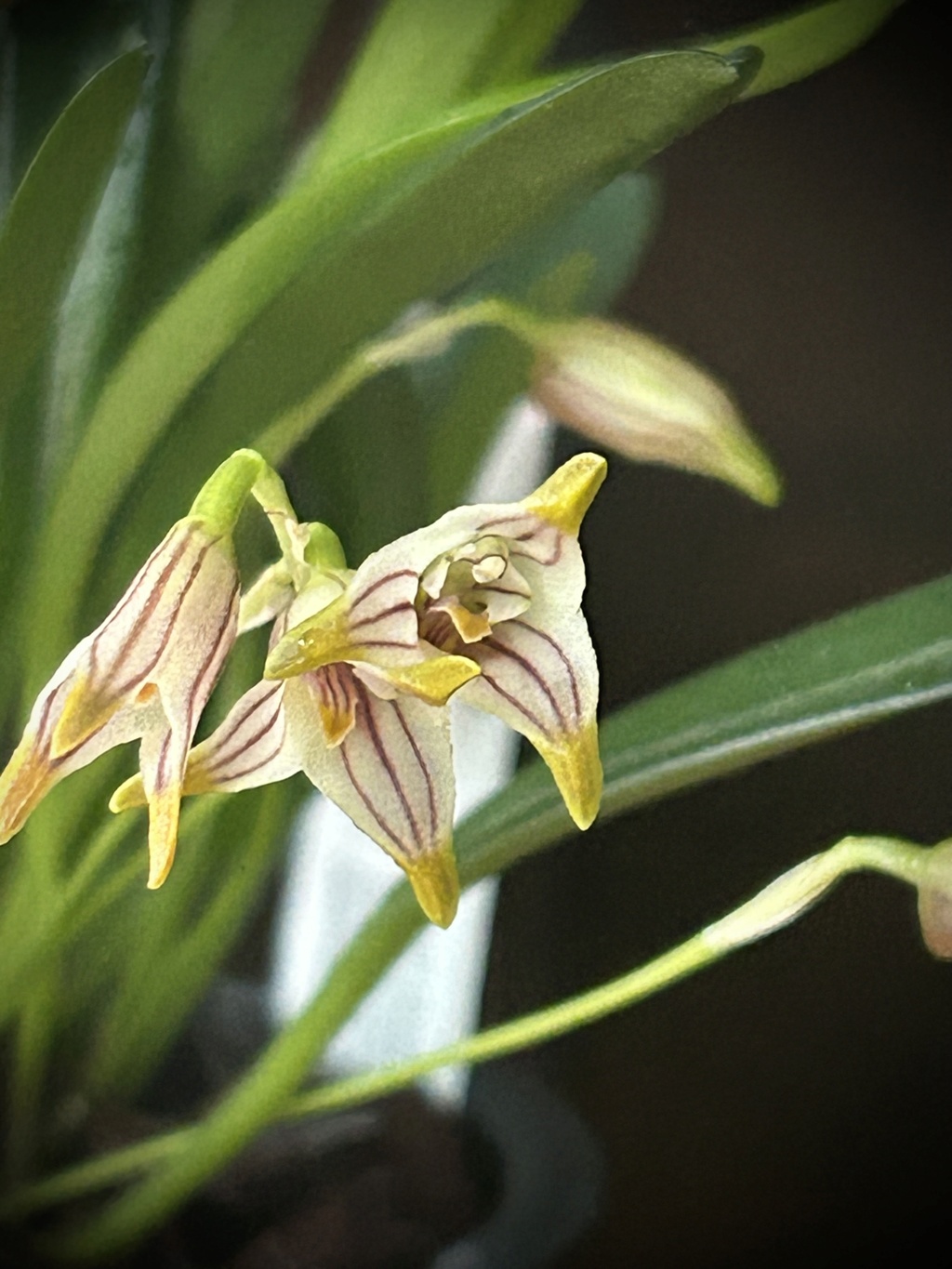 Masdevallia striatella Img_0011