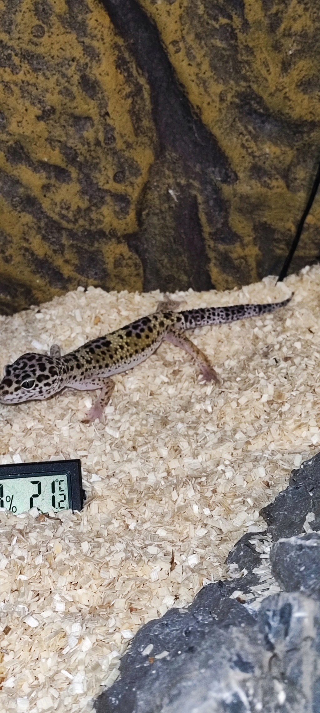 Gecko Léopard mince et mange peu 17060410