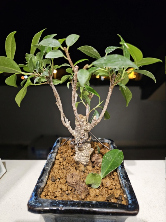 Ficus retusa 20240410