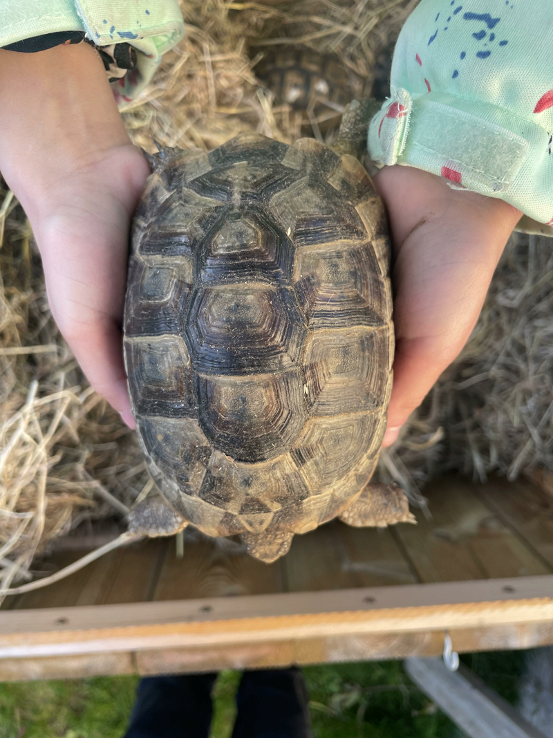 Sous espèce tortues grecques Lili10