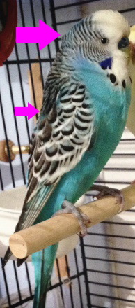 quel est la mutation de mon bleu ? 69139010
