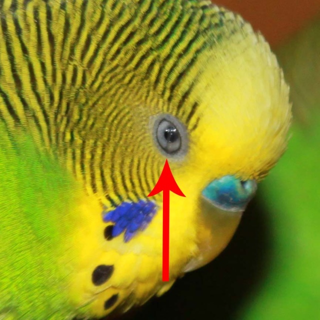 Blessure à l'oeil Membra10