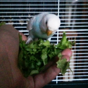 Ma perruche mange maintenant des légumes! Photo010