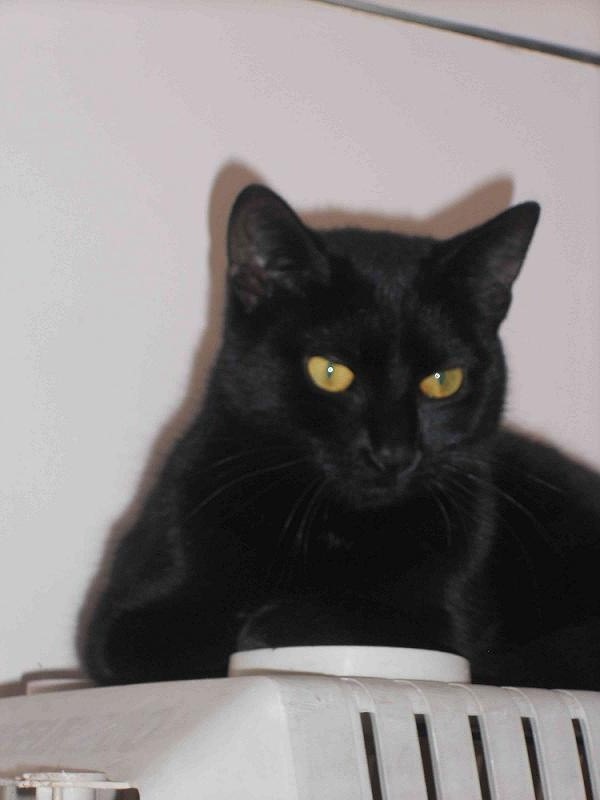 Gladys, chatte noire, 5 ans-Aidofélins Maisons-Laffitte (78) 12012810