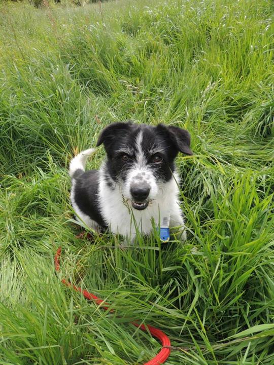 KAWEN - x fox/basset 8 ans - Refuge APAA à Tregrom (22) 96958510