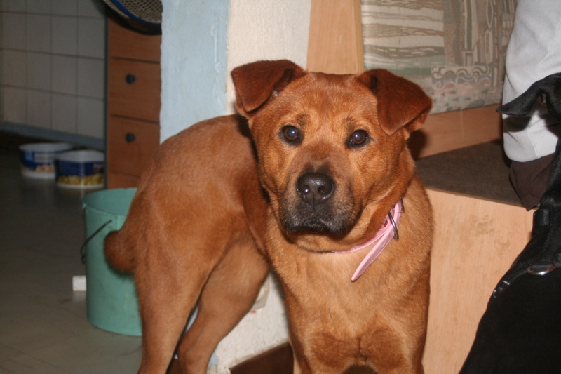 CHOUPETTE - X Chowchow - Femelle - 1 an et demi Img_1119