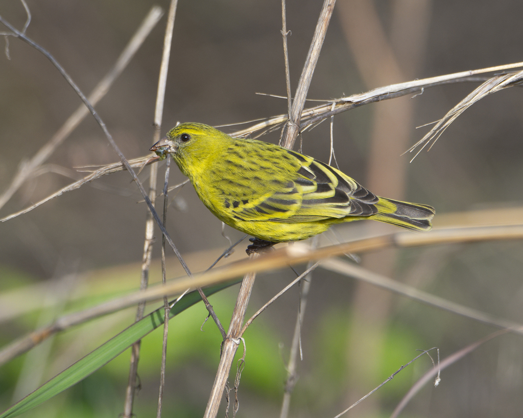 Tutoriel photos sur le Serin d'Abyssinie. ( Genre : Crithagra ).  Asrat_12