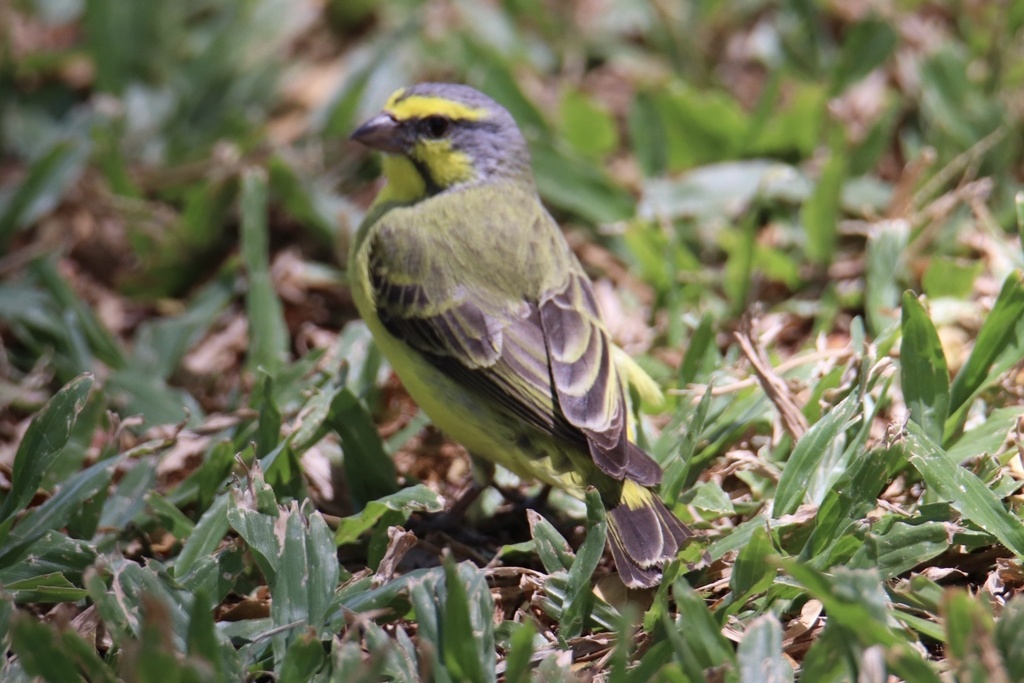 Tutoriel sur le Serin du Mozambique ( Genre : Crithagra ). Cemone10