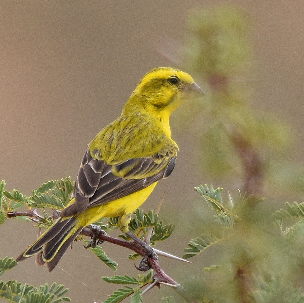 Tutoriel photos sur le Serin de St Hélène. ( Genre : Crithagra ). Copper10