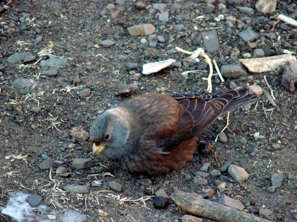 Tutoriel photos sur les Roselins des Hautes Montagnes ou Articques ( Genre Leucosticte ). Eauu_a10