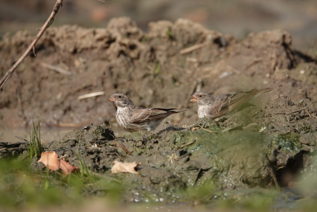 Tutoriel photos du Serin à Croupion blanc "Chanteur, d'Afrique".(Genre : Crithagra)          )   Fraser10