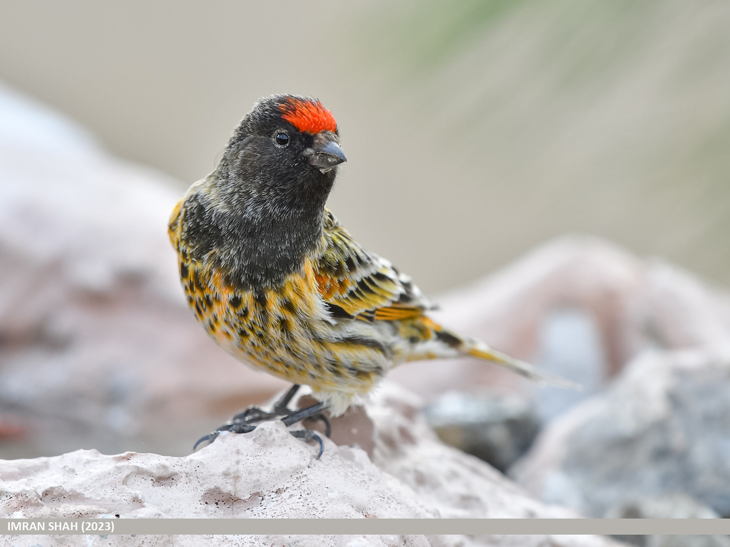 Tutoriel photos sur le Serin à Front D'or ( Genre : Serinus ). Imran_18