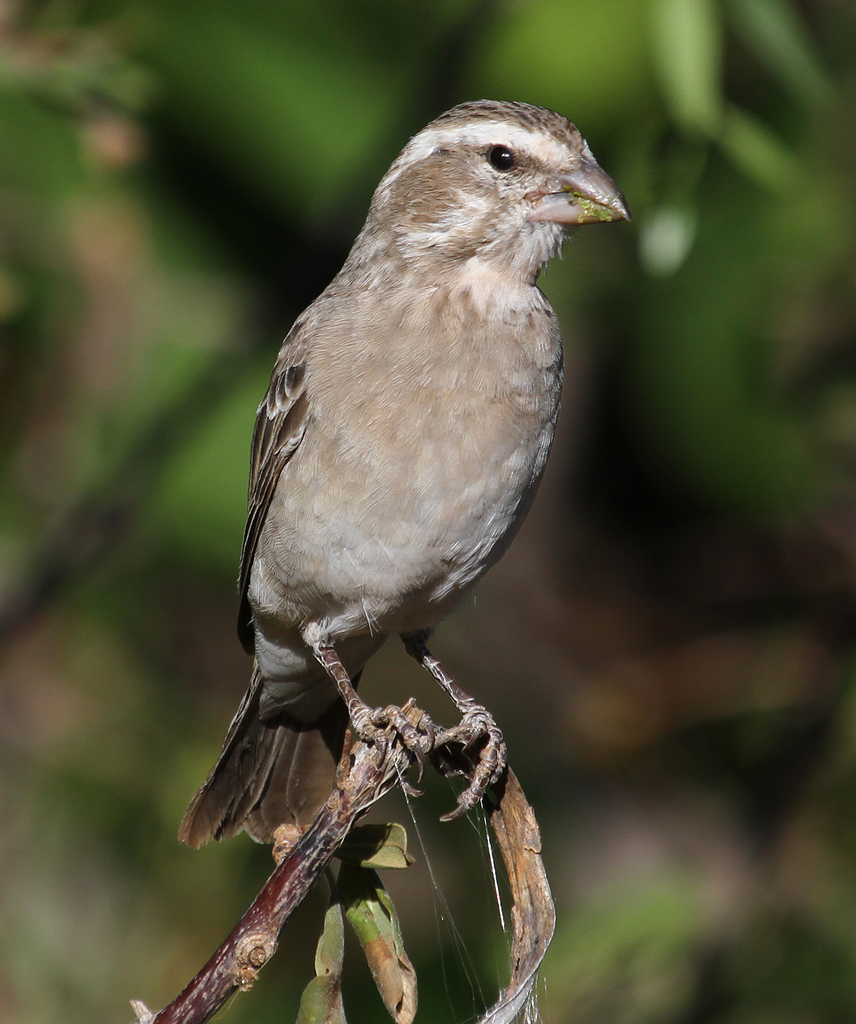 Tutoriel photos sur le serin à gorge blange. ( Genre : Crithagra ). Ingebo11