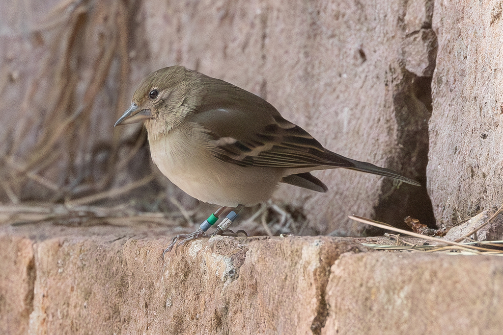 Tutoriel photos: Pinson des arbres, Pinson du Nord, Pinson bleu.( Genre Fringilla) John_d10