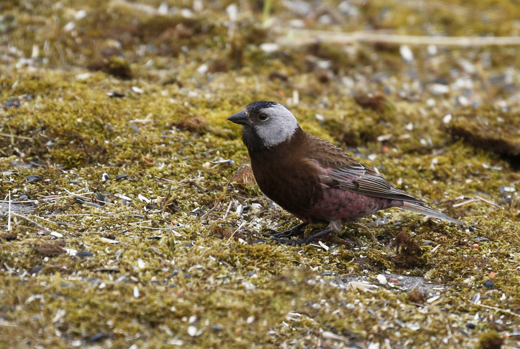 Tutoriel photos sur les Roselins des Hautes Montagnes ou Articques ( Genre Leucosticte ). Laura_10