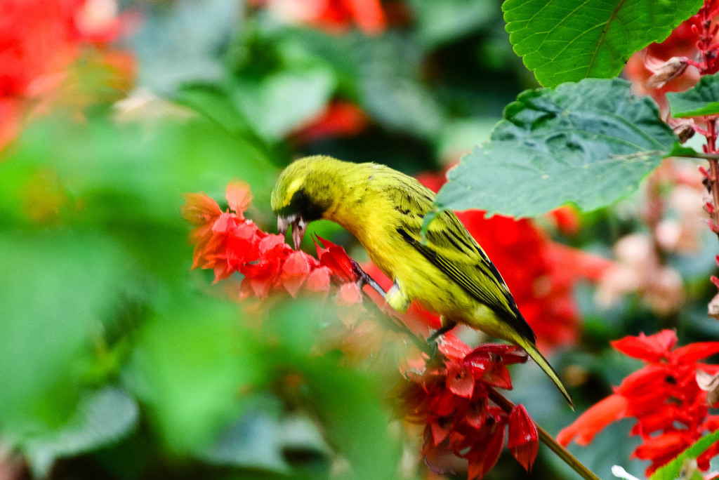 Tutoriel photos sur le Serin d'Abyssinie. ( Genre : Crithagra ).  Marc_f10