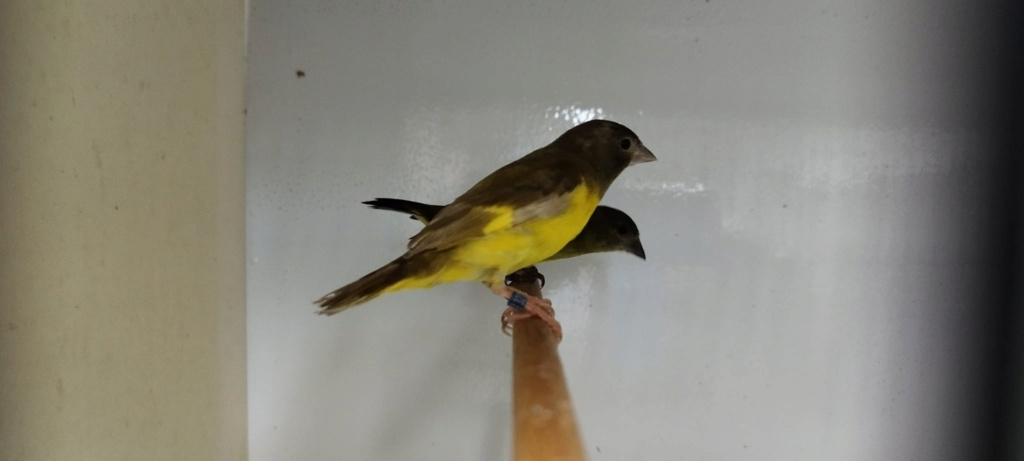 Tutoriel photos du tarin a ventre jaune  " Spinus xanthogastrus" Mxanth10