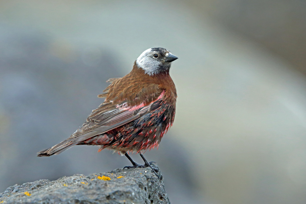 Tutoriel photos sur les Roselins des Hautes Montagnes ou Articques ( Genre Leucosticte ). Nigel_10