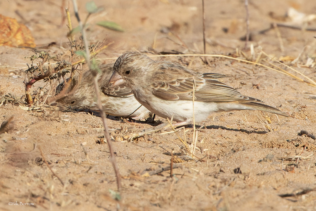 Tutoriel photos du Serin à Croupion blanc "Chanteur, d'Afrique".(Genre : Crithagra)          )   Nik_bo11