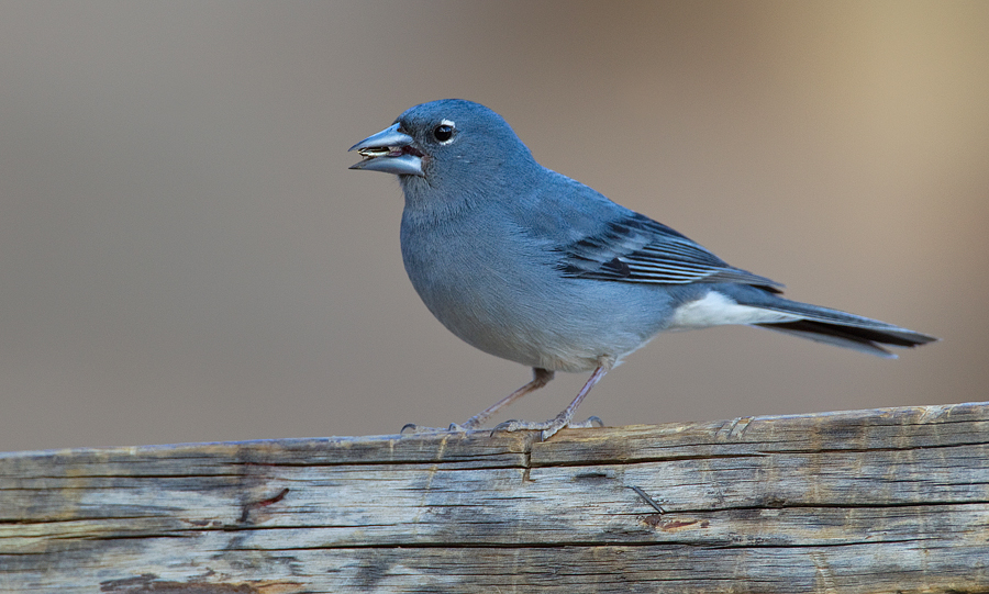 Tutoriel photos: Pinson des arbres, Pinson du Nord, Pinson bleu.( Genre Fringilla) Paul_c10