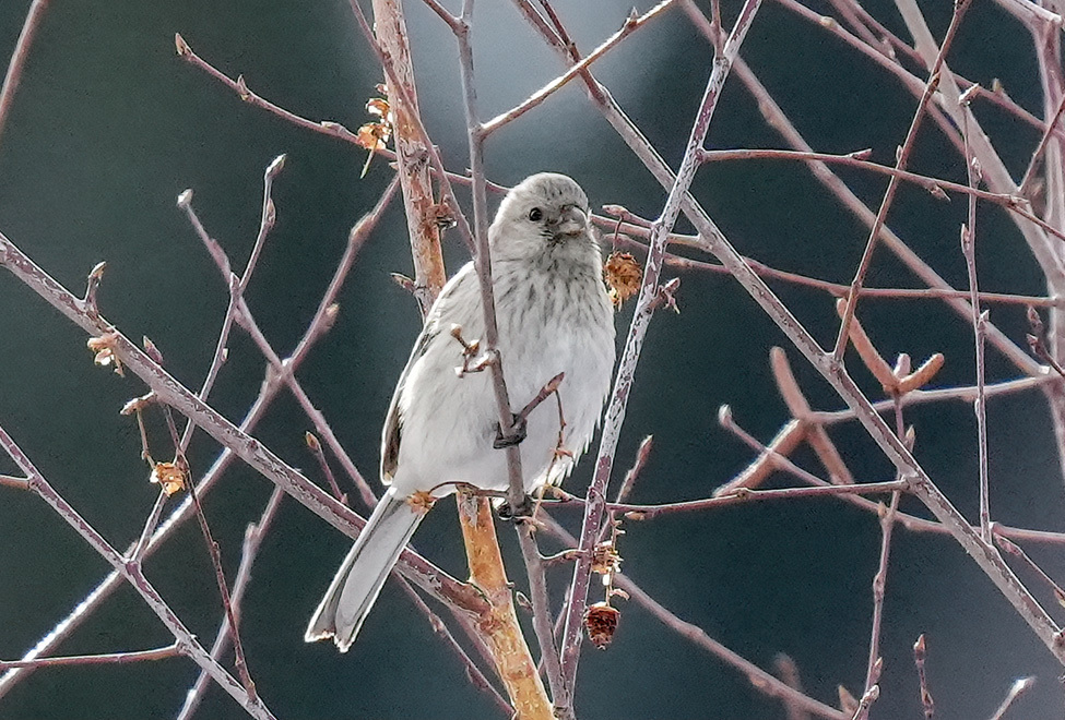 Tutoriel photos sur les Roselins ( Genre Carpodacus ). Raufae10