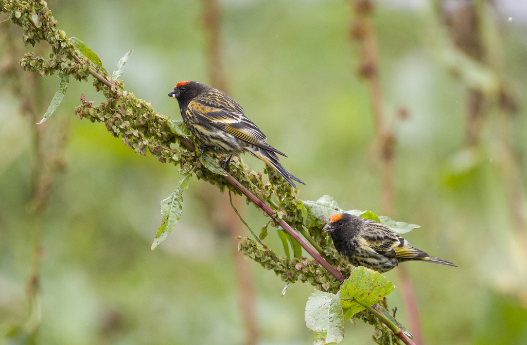 Tutoriel photos sur le Serin à Front D'or ( Genre : Serinus ). Sergey11