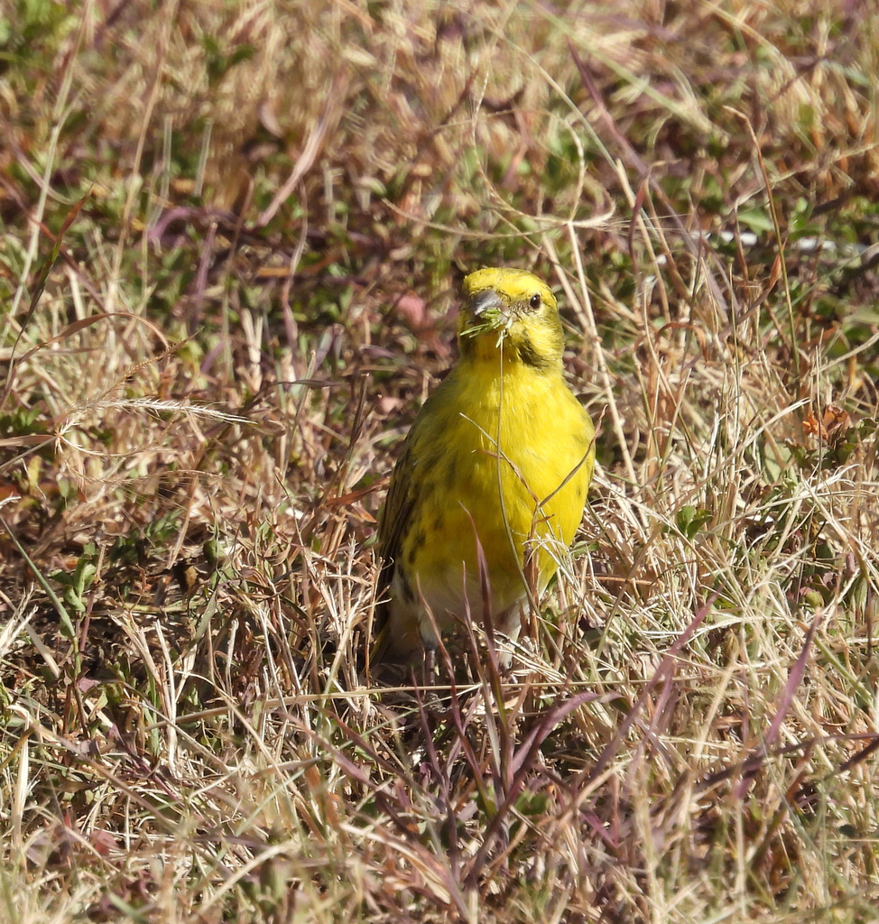 Tutoriel photos sur le Serin à ventre blanc. ( Genre  : Crithagra ). Tresa_10