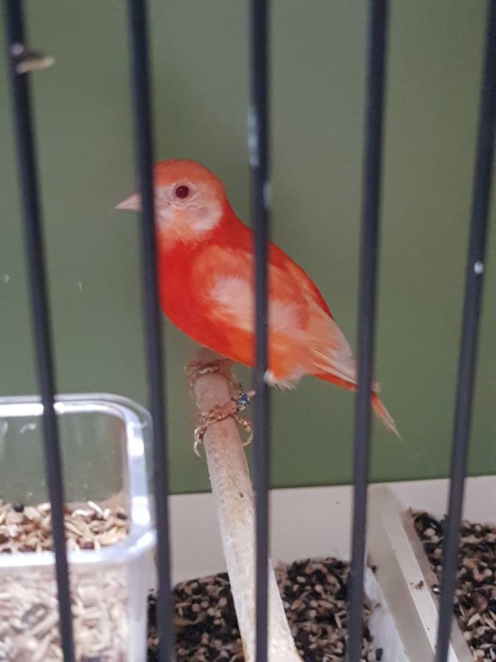 Tutoriel photos du tarin rouge ( Spinus cucullatus ) et de ses mutations Trrubi11