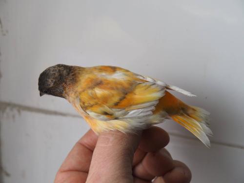 Tutoriel photos du tarin rouge ( Spinus cucullatus ) et de ses mutations Trsili14