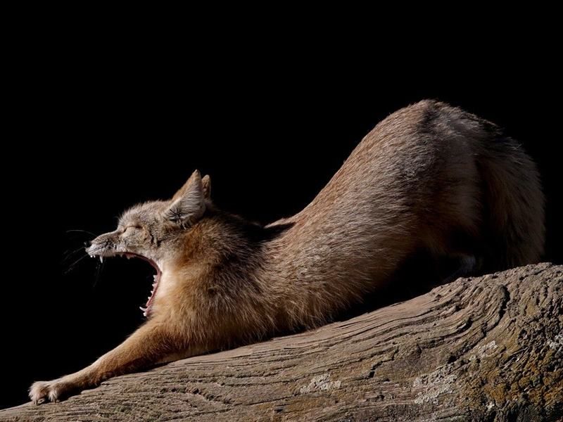 les animaux du monde. de splendides photos couleur C_angf39