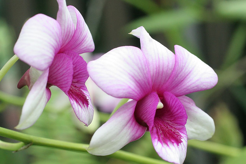 les orchidées du Vietnam Orchid11
