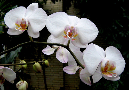 les orchidées du Vietnam Orchid13
