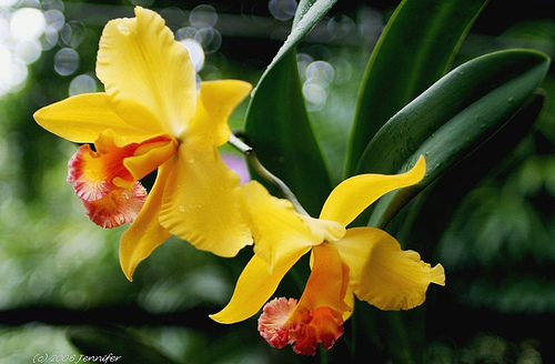 les orchidées du Vietnam Orchid14