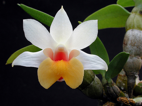 les orchidées du Vietnam Orchid16