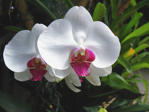 les orchidées du Vietnam Orchid17