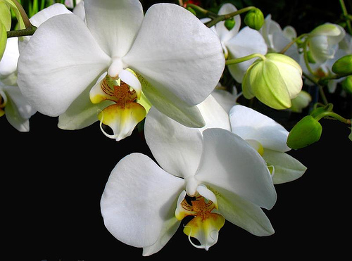 les orchidées du Vietnam Orchid18