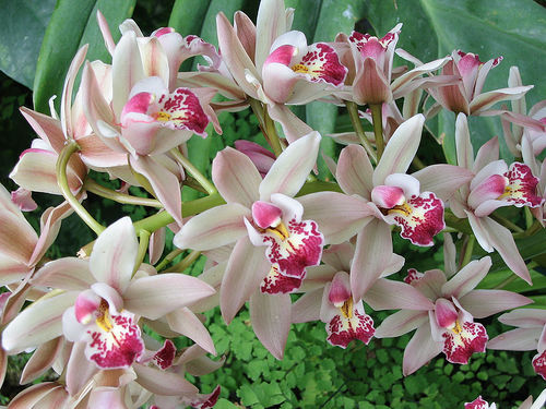 les orchidées du Vietnam Orchid19