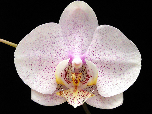 les orchidées du Vietnam Orchid20