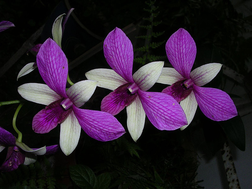 les orchidées du Vietnam Orchid21
