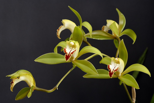 les orchidées du Vietnam Orchid22