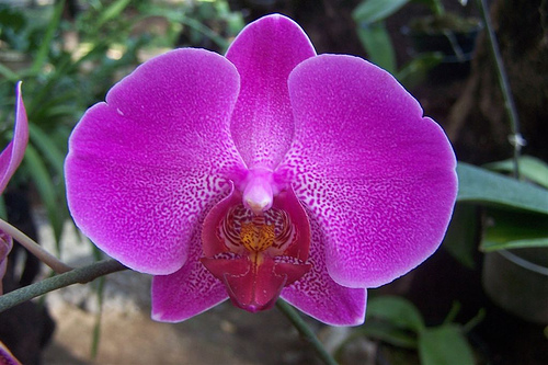 les orchidées du Vietnam Orchid28