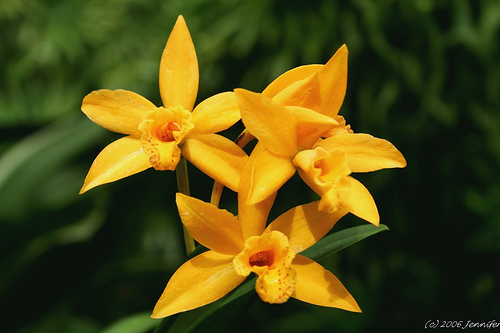 les orchidées du Vietnam Orchid30