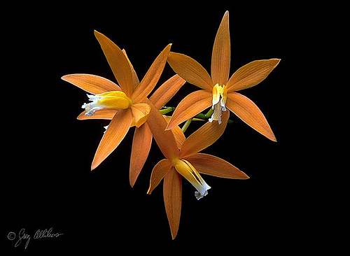 les orchidées du Vietnam Orchid38