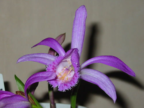 les orchidées du Vietnam Orchid41