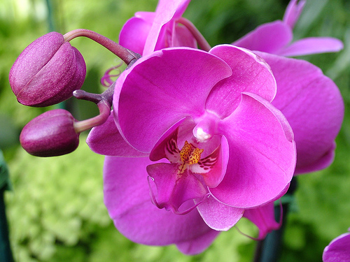 les orchidées du Vietnam Orchid44