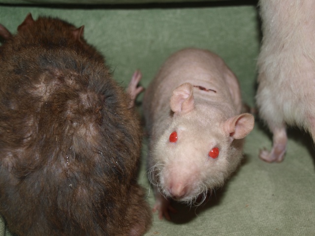 SOS 178 rats sur TOURS (3ème post) P3153015