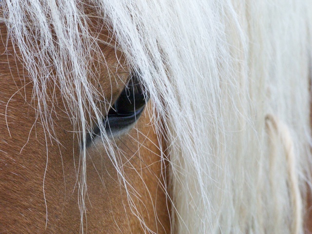 venez poster vos plus belles photos de chevaux 07021811