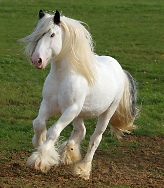 venez poster vos plus belles photos de chevaux Hughie10