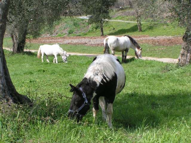 recherche des oeufs Paques14